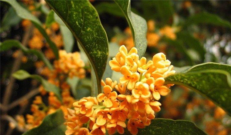 安知南山桂，绿叶垂芳根。