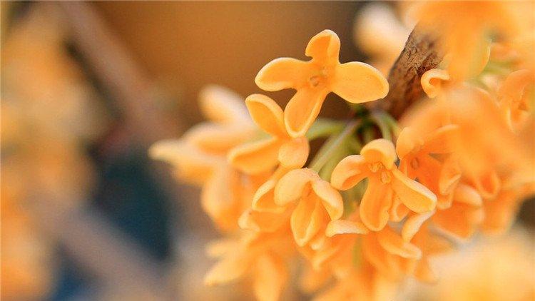 桂花秋皎洁