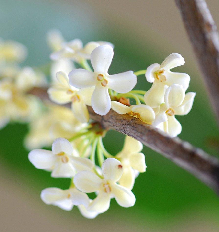 洁白如玉——白桂花