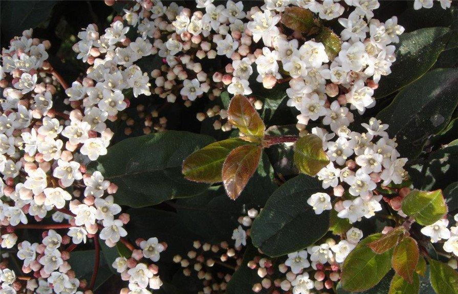 自是花中第一流