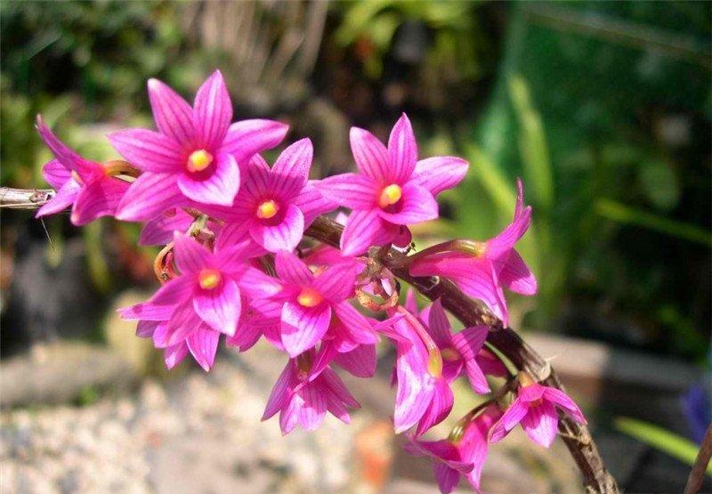 与红花石斛邂逅