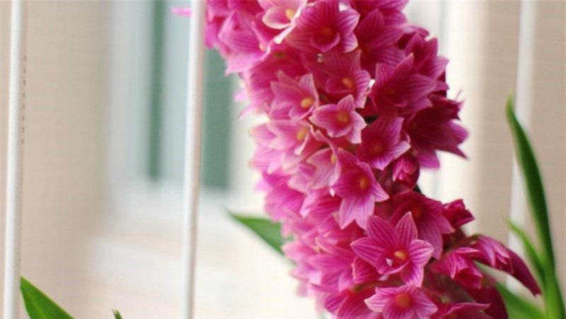 红花石斛独立成簇