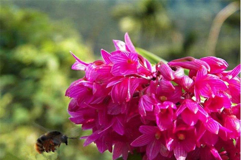 红花石斛花开成簇