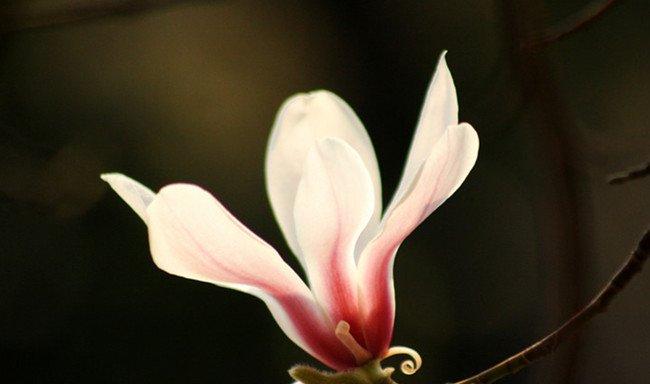 锦绣木兰