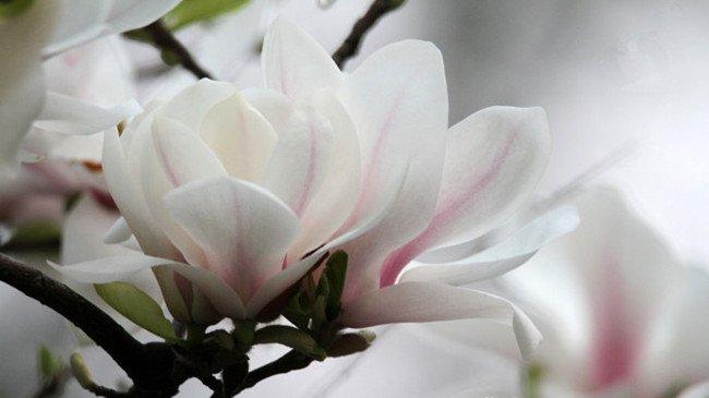 木兰花开