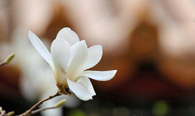 木兰花