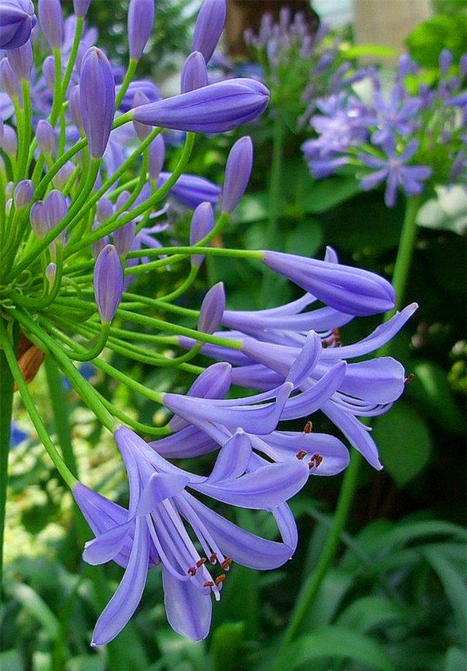 朵朵花开百子莲