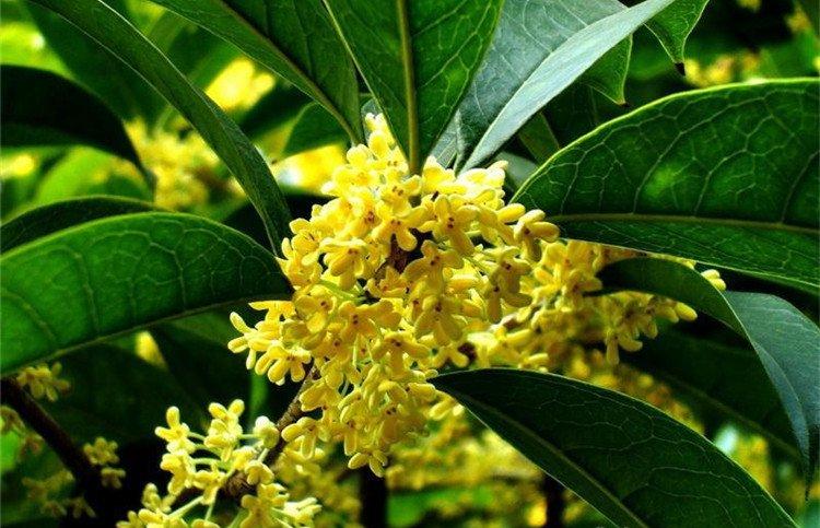 叶密千重绿，花开万点黄
