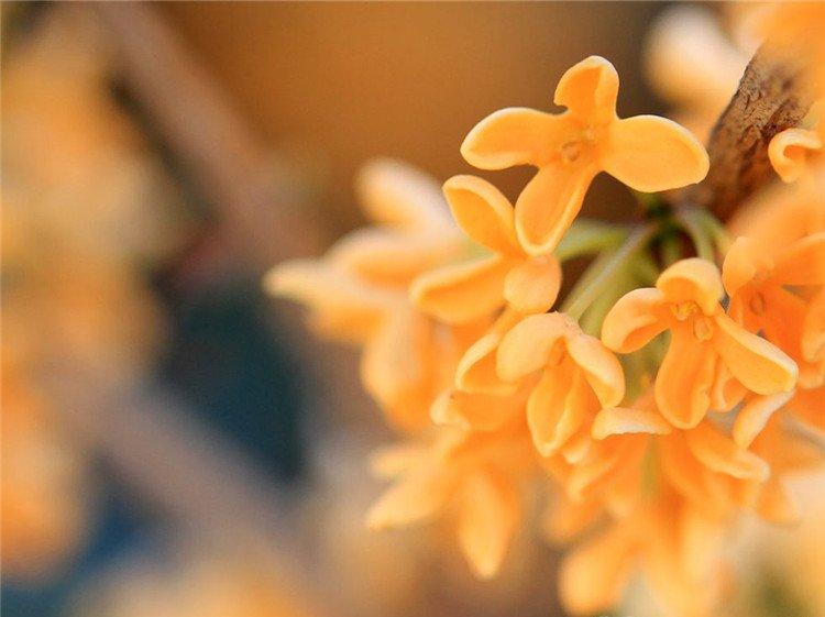 广寒香一点，满目金桂花