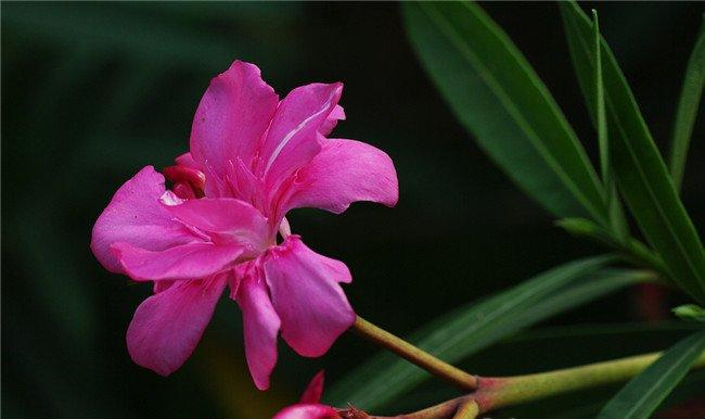 夹竹桃开花啦