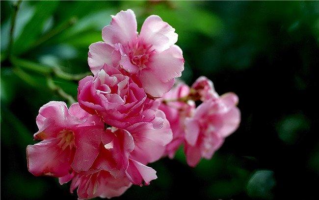 夹竹桃花枝