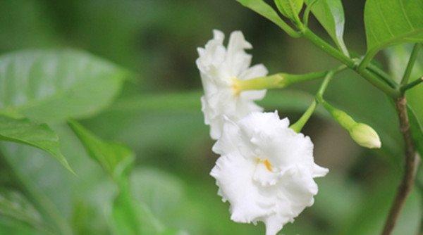 月儿弯弯像狗牙——狗牙花