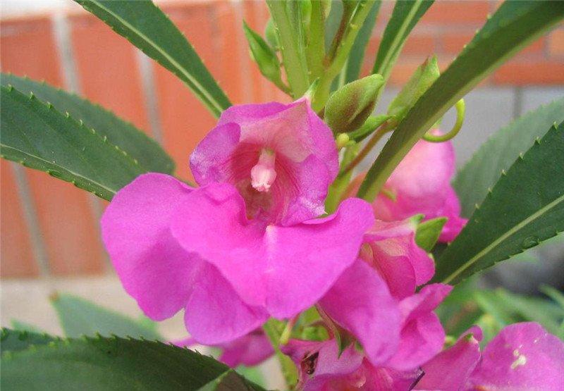 凤仙花