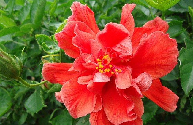 扶桑花