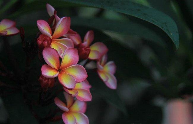 红鸡蛋花摄影