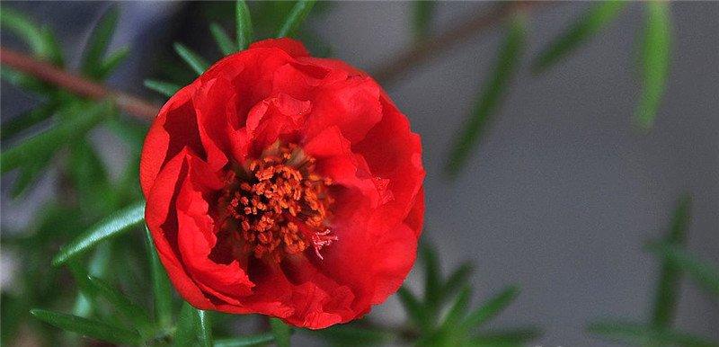 太阳之花 ——半枝莲