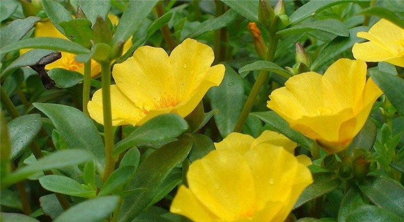 太阳花 
