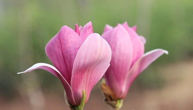 并蒂 紫玉兰