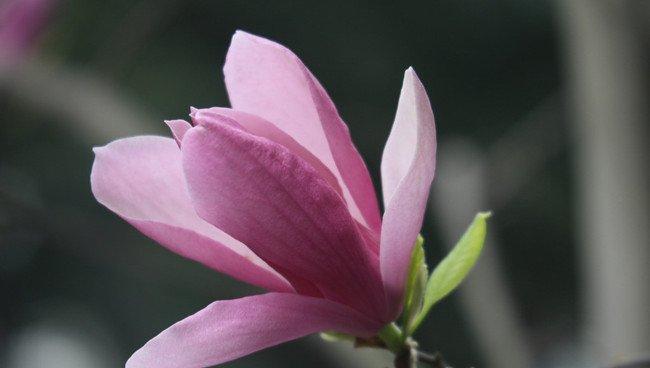 紫玉兰
