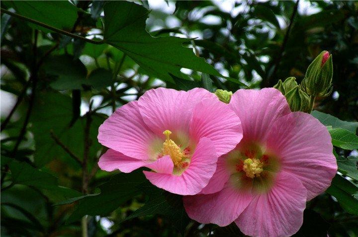 木芙蓉花