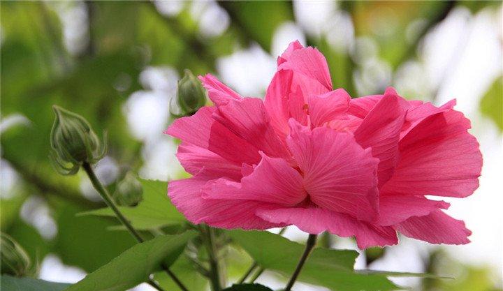 经霜愈盛的木芙蓉花