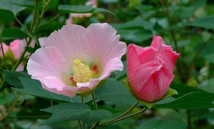 唯木芙蓉凌霜绽放