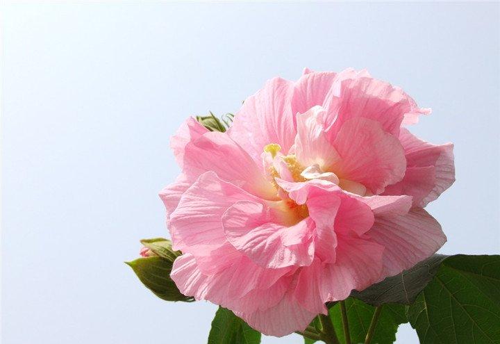 木末芙蓉花，山中发红萼