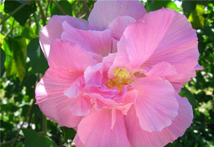 经霜愈盛的木芙蓉花