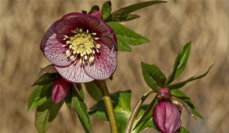 一根铁筷子——嚏根草