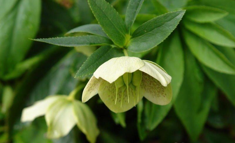 嚏根草图片欣赏