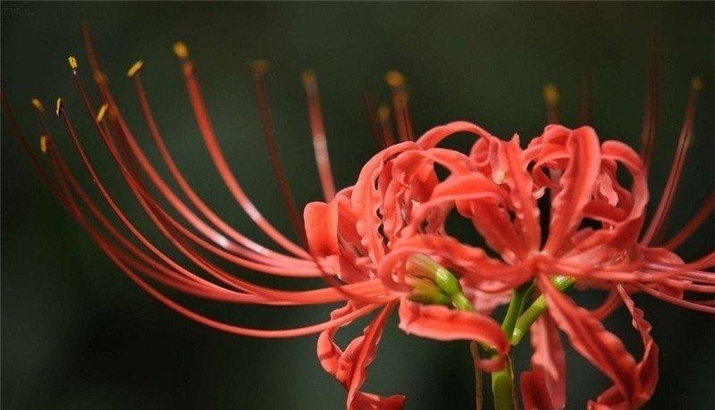 彼岸花，曼珠沙华