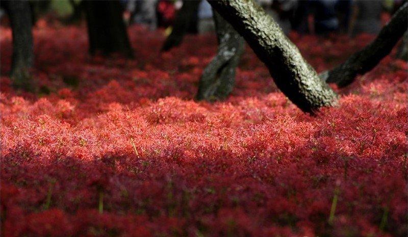 花与叶永难相见——彼岸花