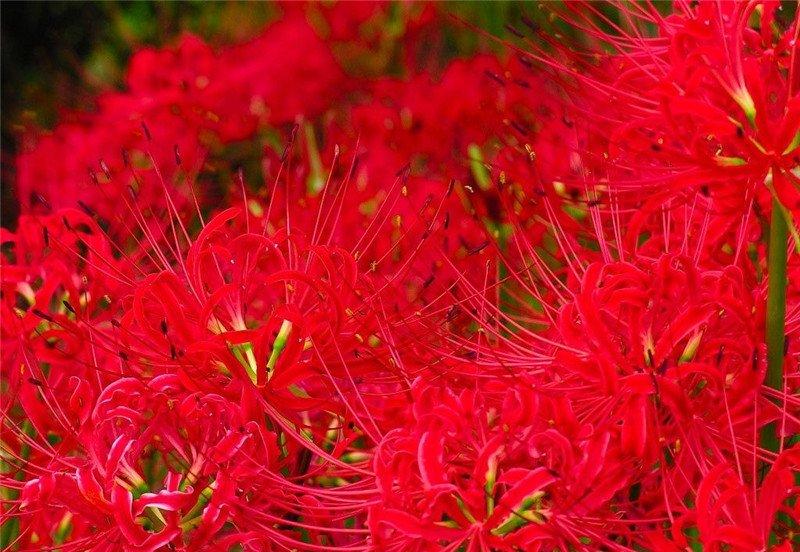 曼珠沙华