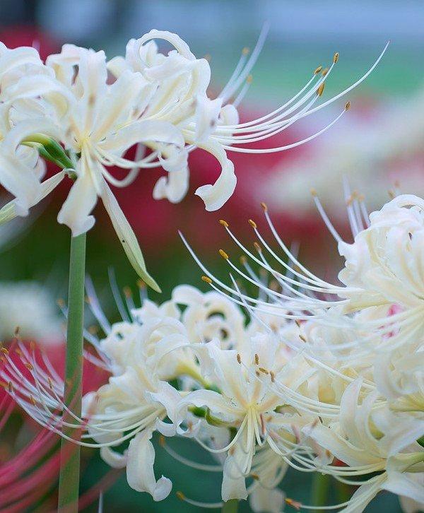 天堂之花——曼陀罗华