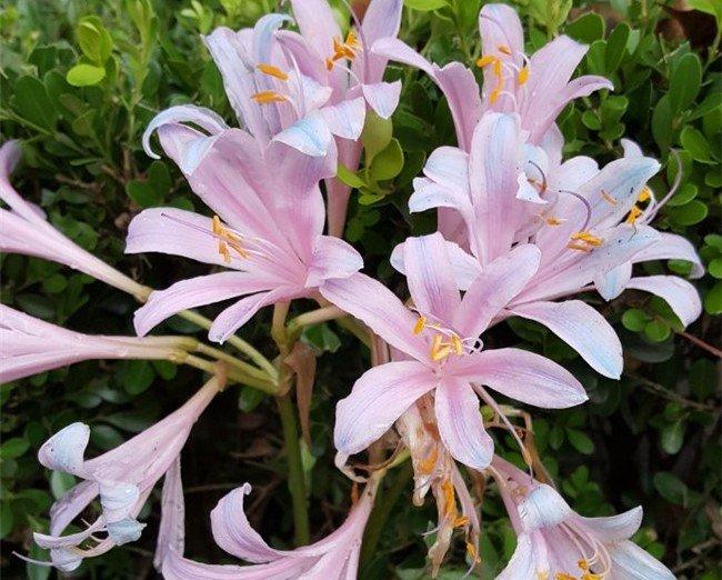 夏水仙花朵