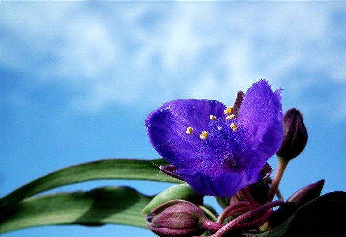 紫露草美图欣赏