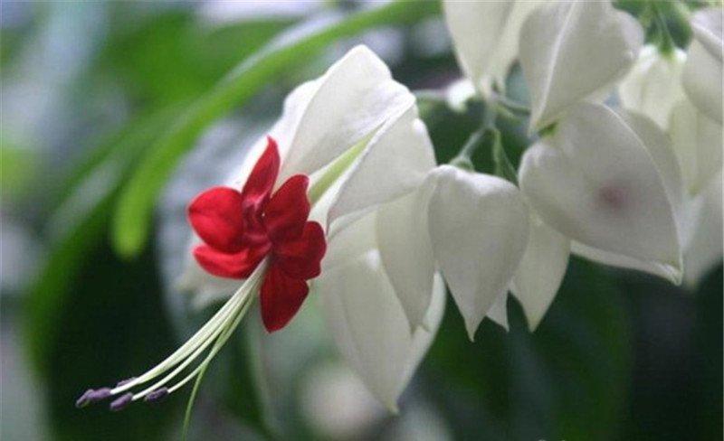 龙吐珠蛇吐信