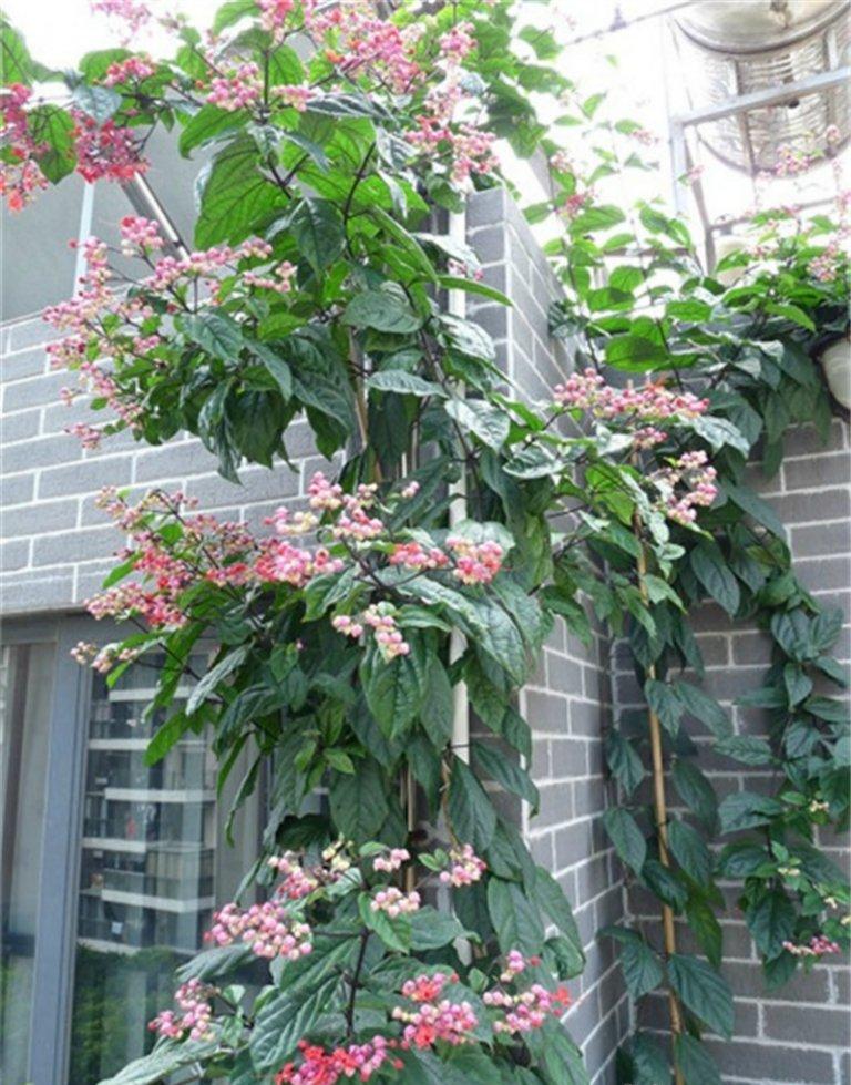 怎么有点像爬山虎呢这龙吐珠