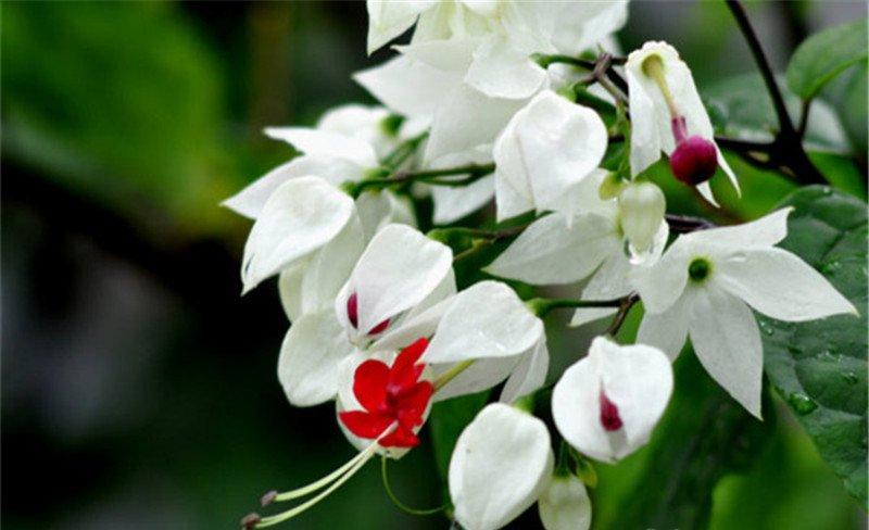 白花瓣红花冠——龙吐珠