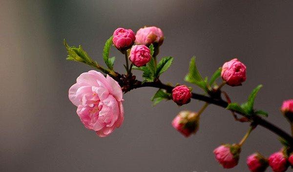 美艳村居足众愿， 随人指点小桃红——榆叶梅