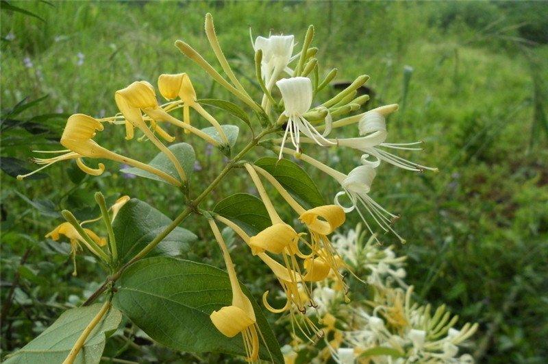 金银花