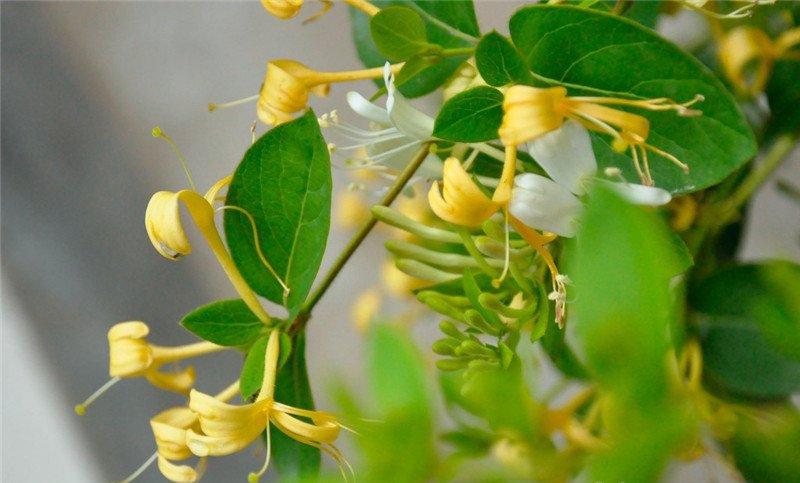 穿金又戴银——金银花