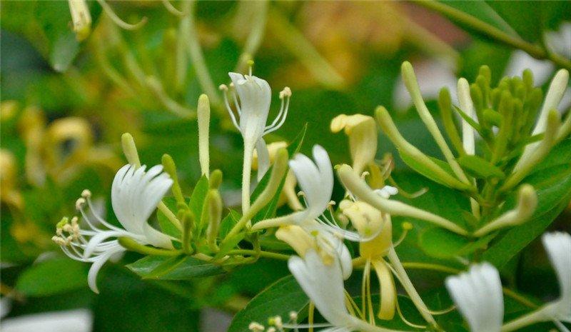 金银花图片