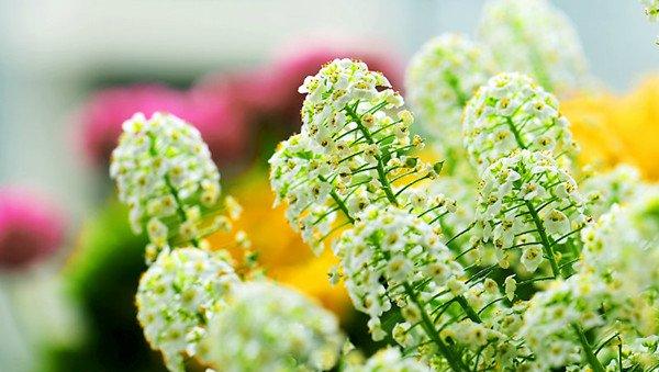 甜蜜的梦想——香雪球