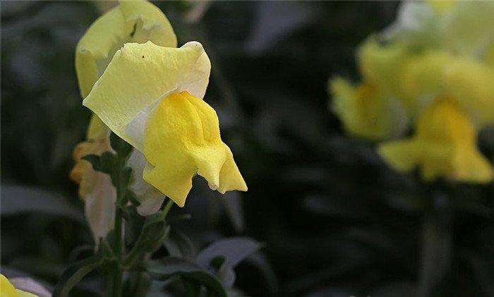 黄色金鱼草