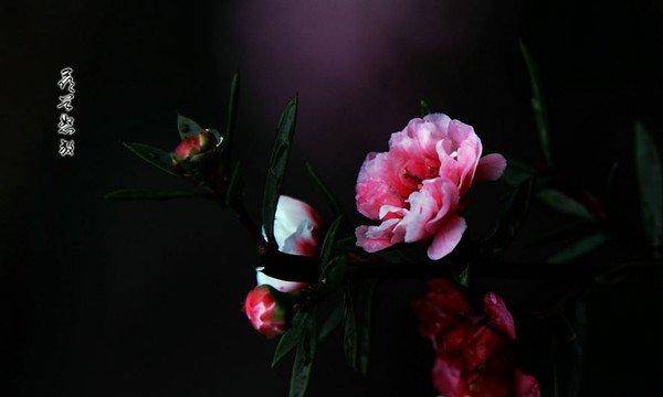 松红梅