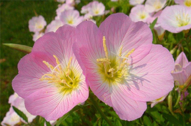 月见草美图