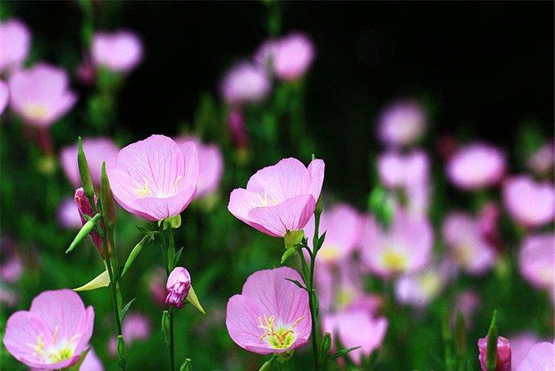 花儿映月——月见草
