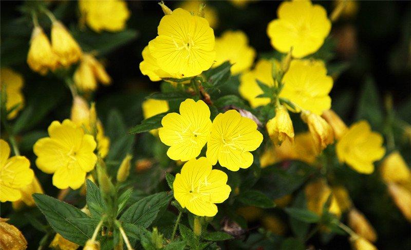 月见草