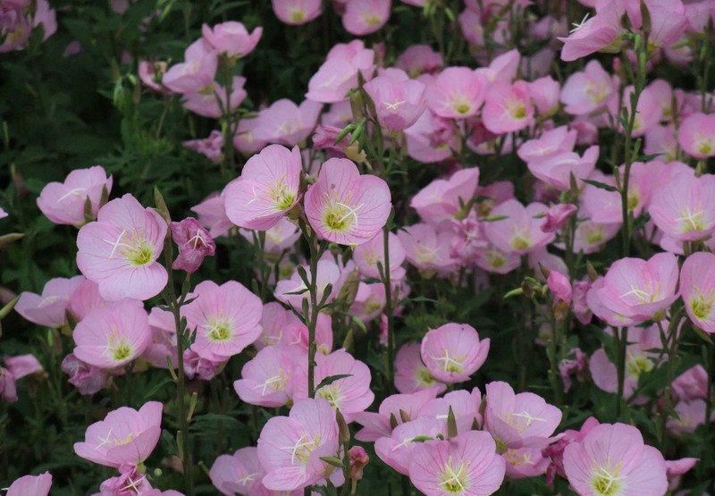 月见草害花丛